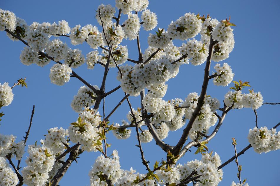 Cherry Blossom Sky Blue