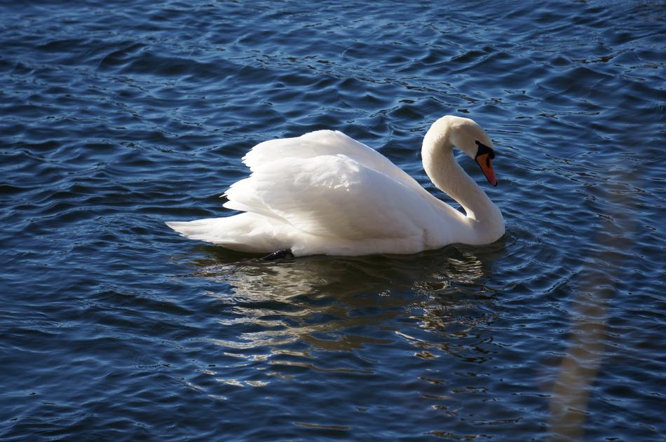 Swan Lake Mälaren Spring