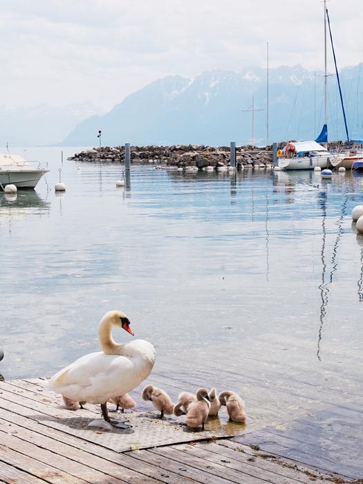 swan and his children on the bridge