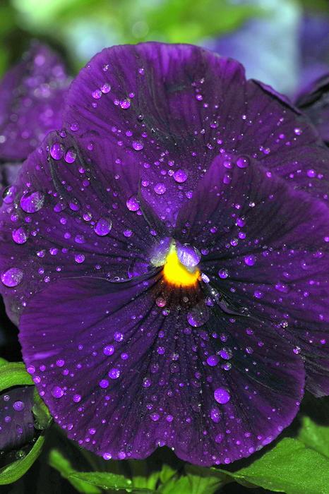Pansy Violet Rosa