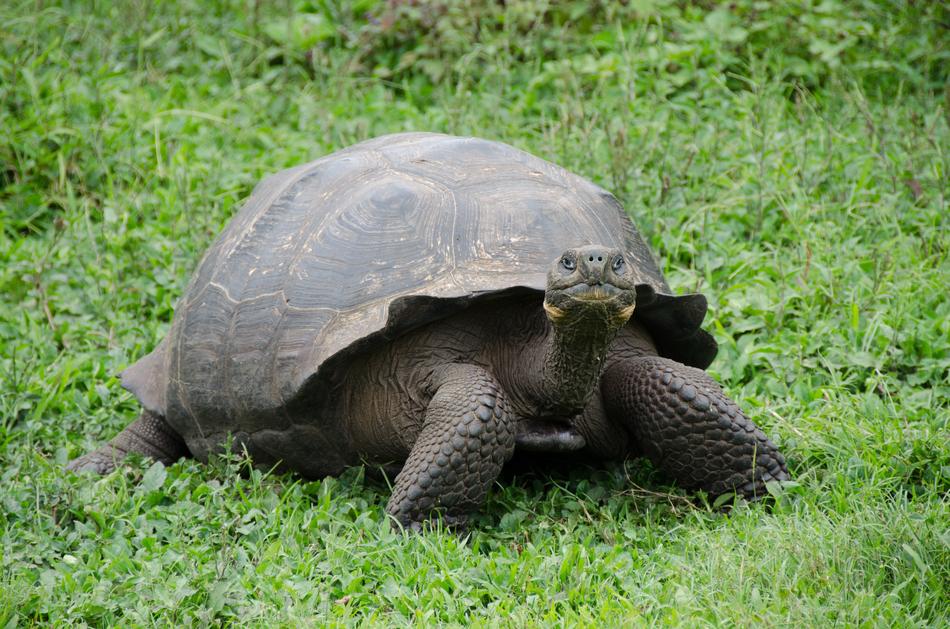 turtle crawling on the grass