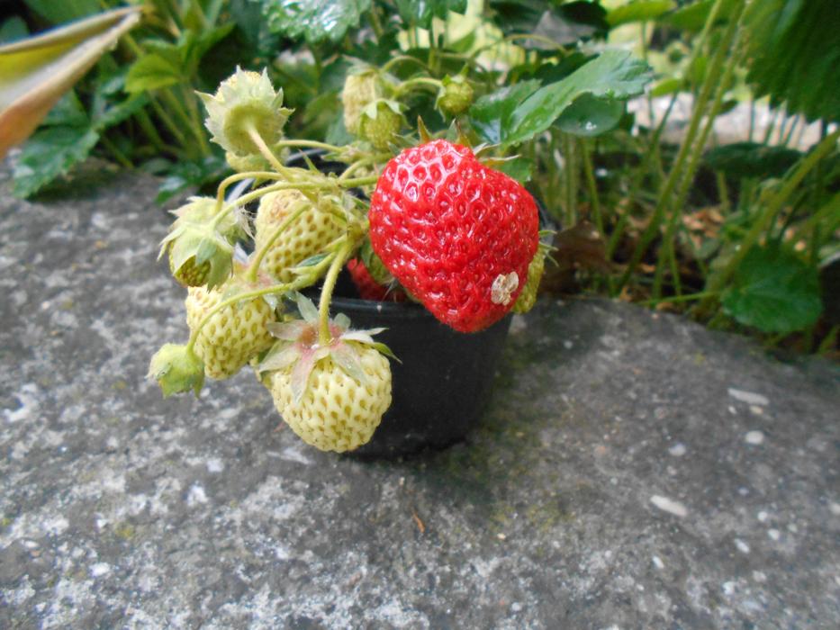 unripe garden strawberries