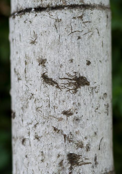 The Trunk Of Tree Stem