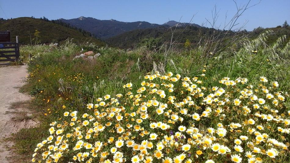 Wild Flowers Hills Meadow