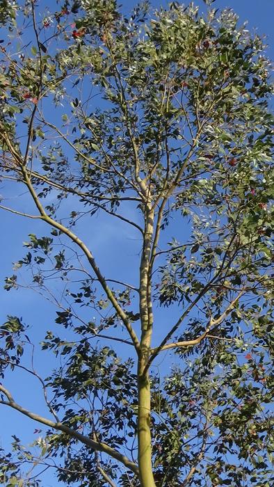 spring tree in the blue sky