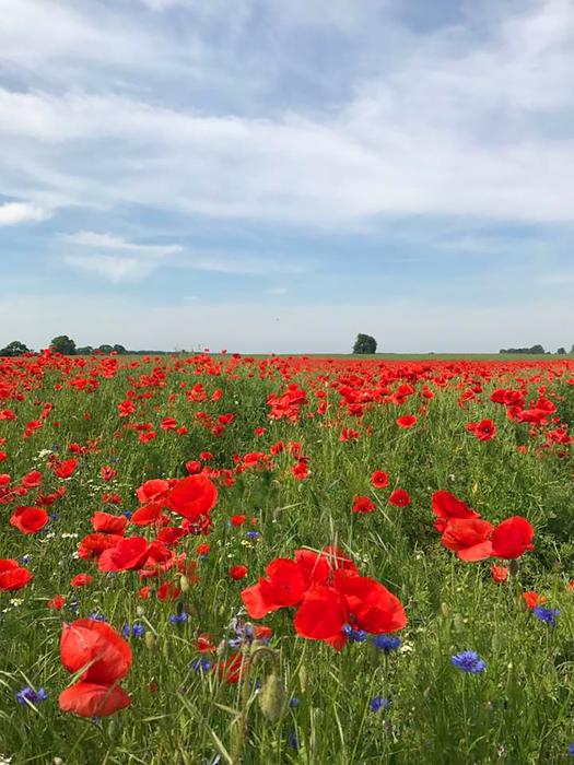 Sky Poppies Road