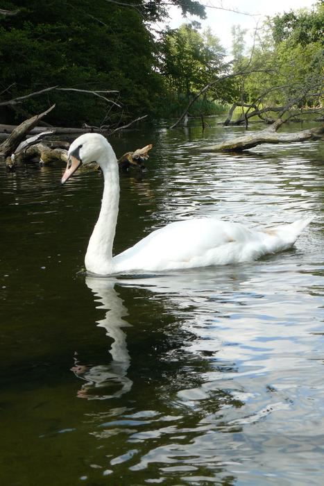 Swan River
