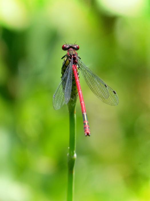 Dragonfly Stem Red