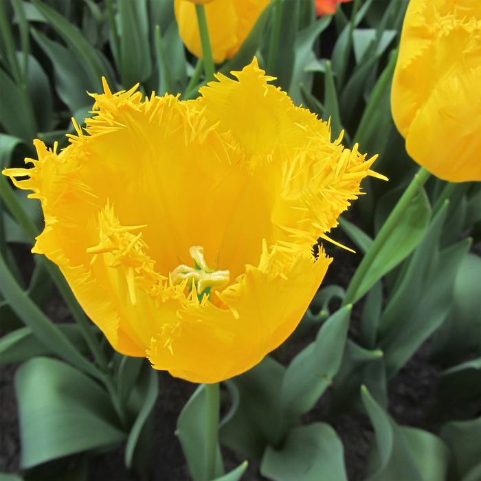 fragrant yellow flowers in the garden