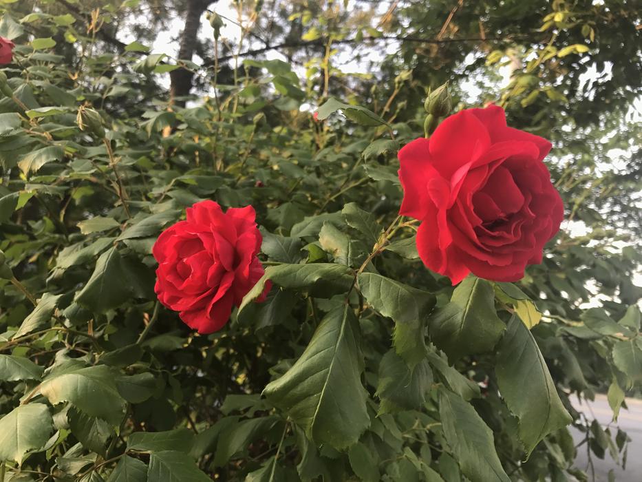 Flowers Red