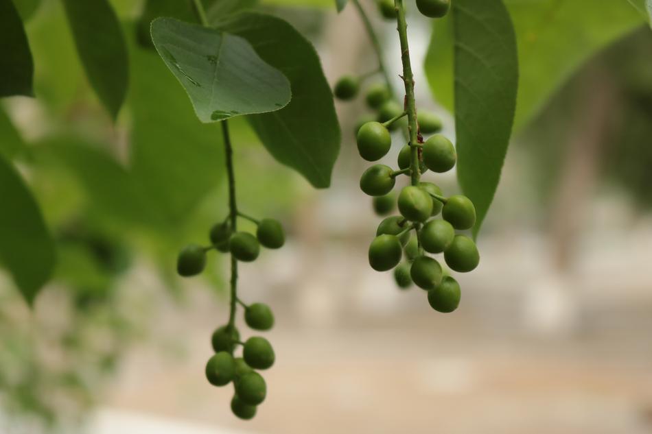 Bird-Cherry Tree Summer