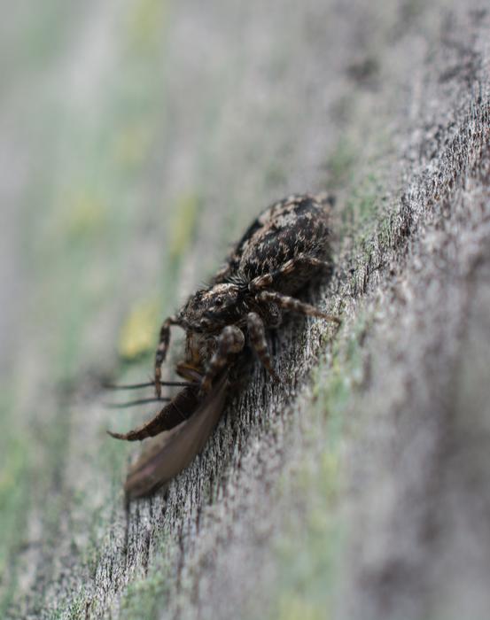 Spider Victim Death