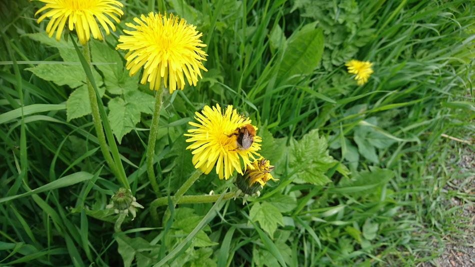 yellow dandelions with a bumblebee