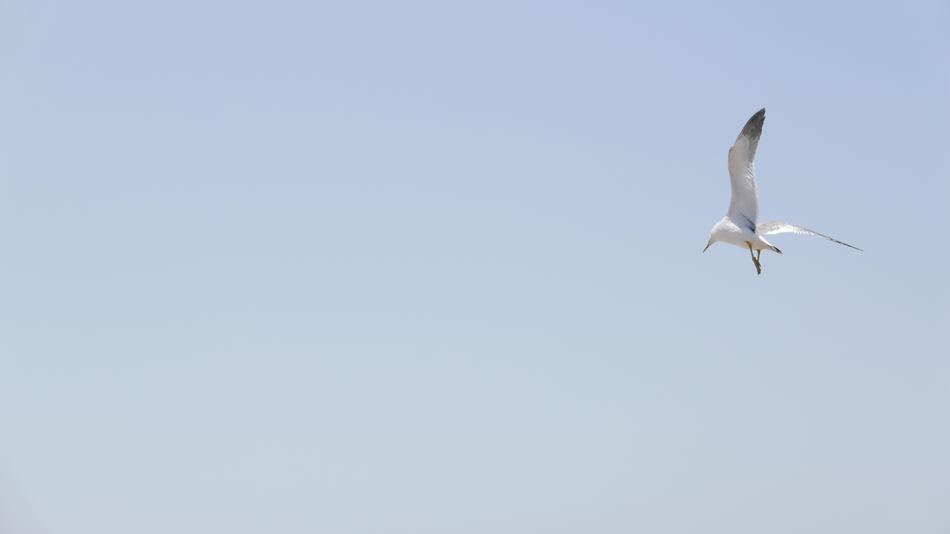 Seagull Sea