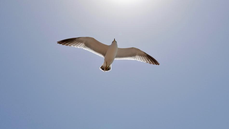 Seagull Sea