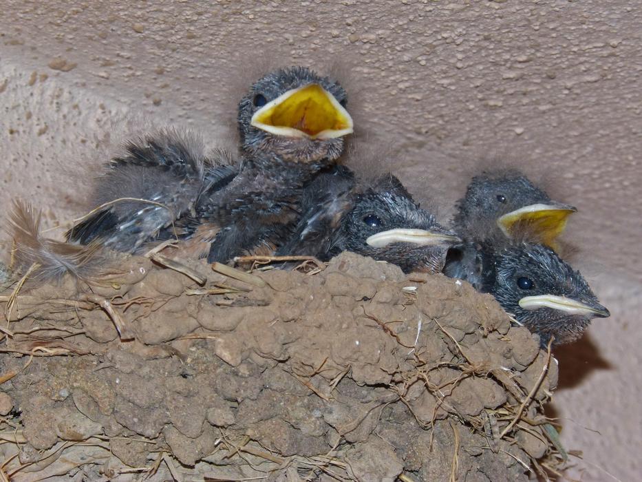 funny birds screaming in the nest