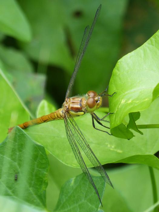 Dragonfly Yellow