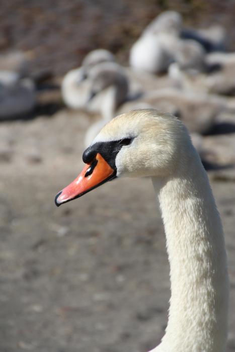 the head of a cute swan on the beach