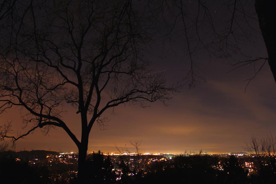 goodly City Night Tree