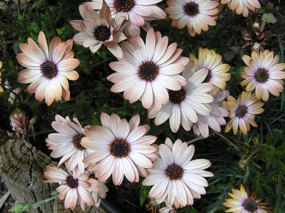 summer flowers on the grass