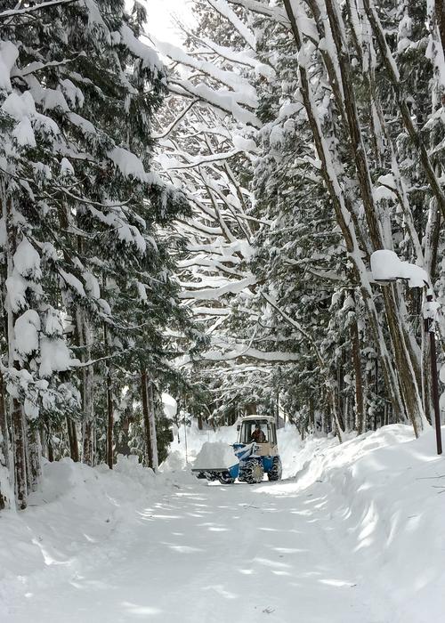 snowy cold forest