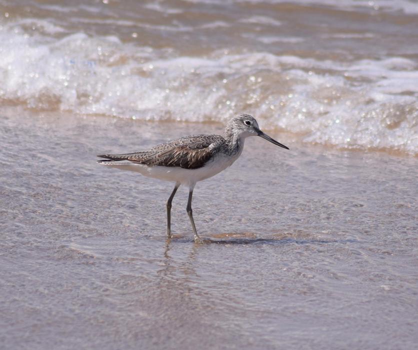Greenshank The