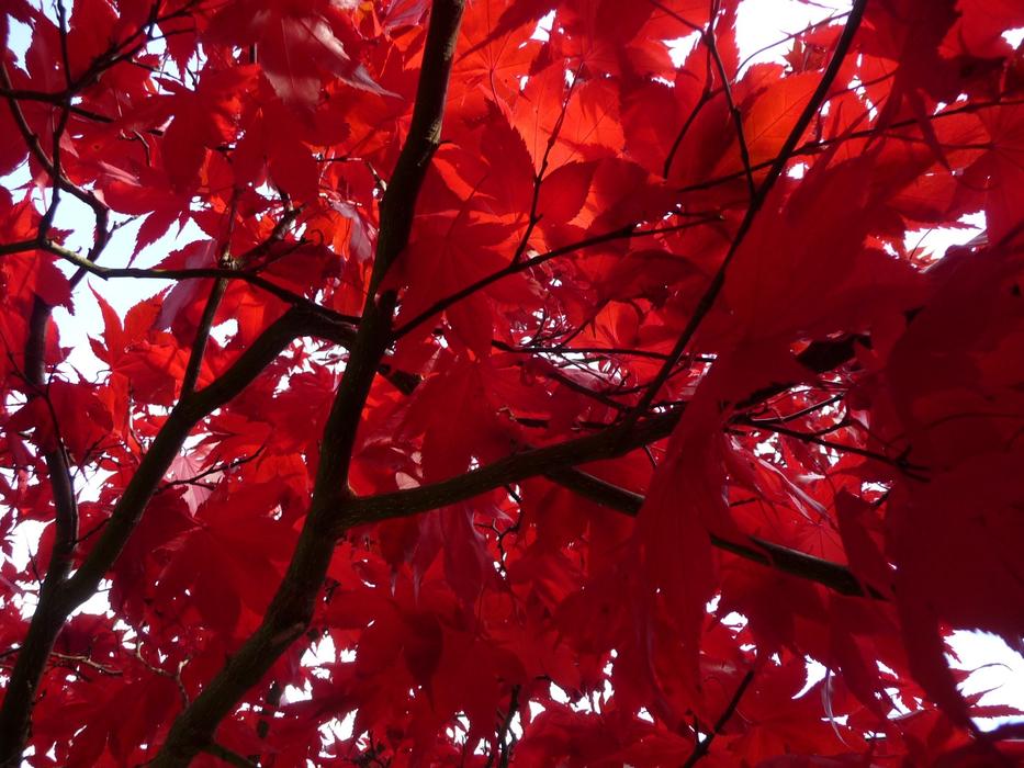 Red Maple Leaves