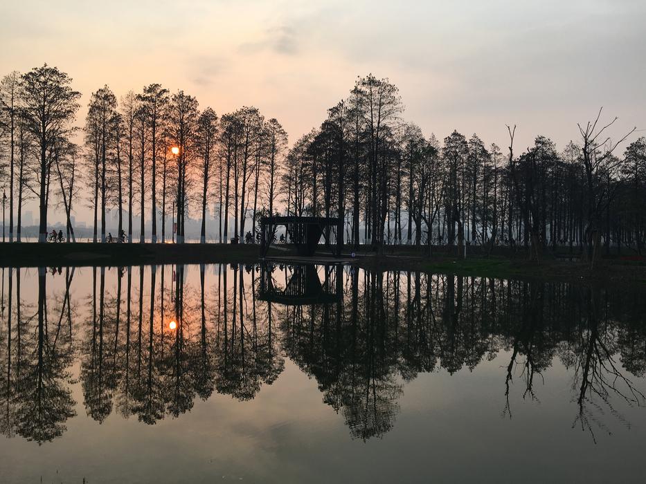 Lake Tree