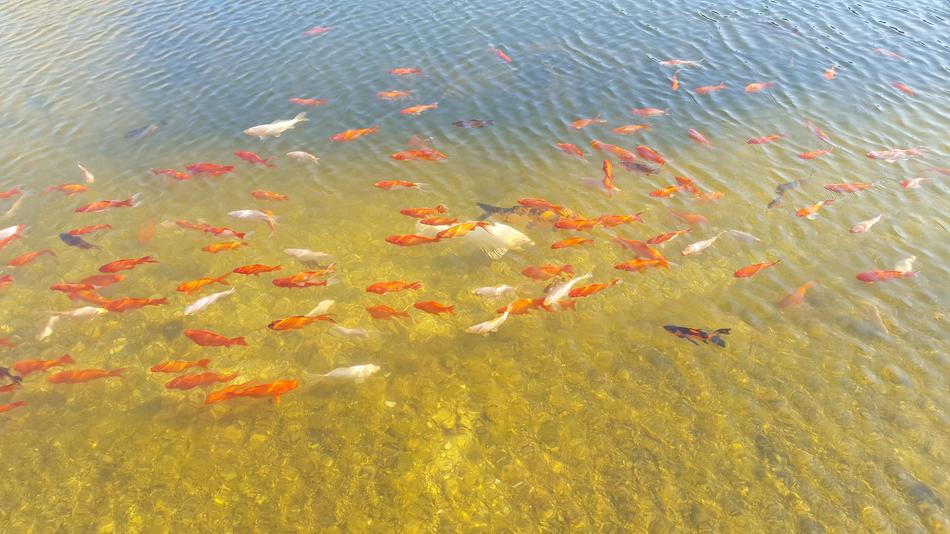 Koi Goldfish Water Japanese