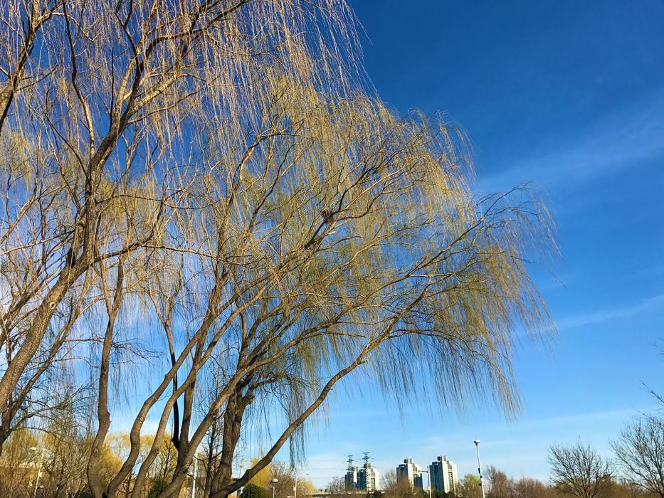 Zhongguancun Willow Spring -