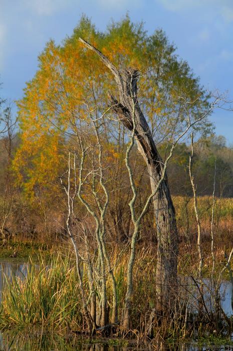Autumn tree near the swamp