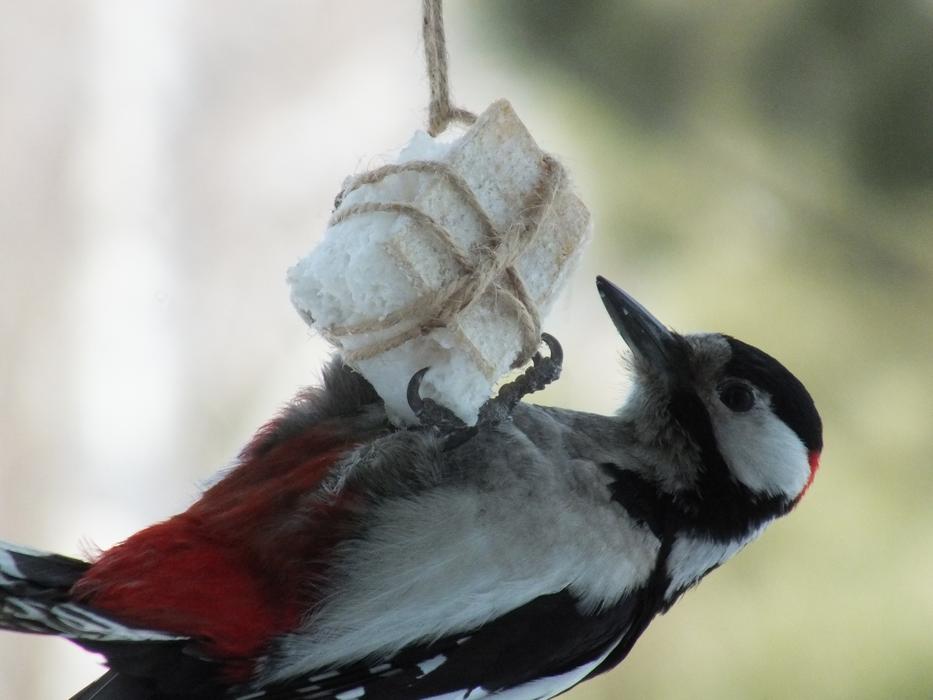 bird on a food cube