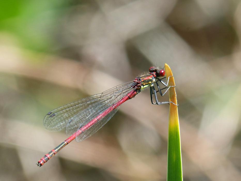 Dragonfly Leaf Red