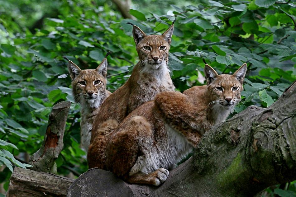 wild animals in the zoo