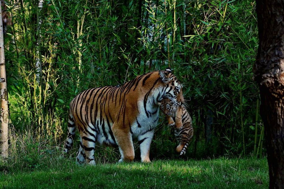 Tiger Baby Mother And