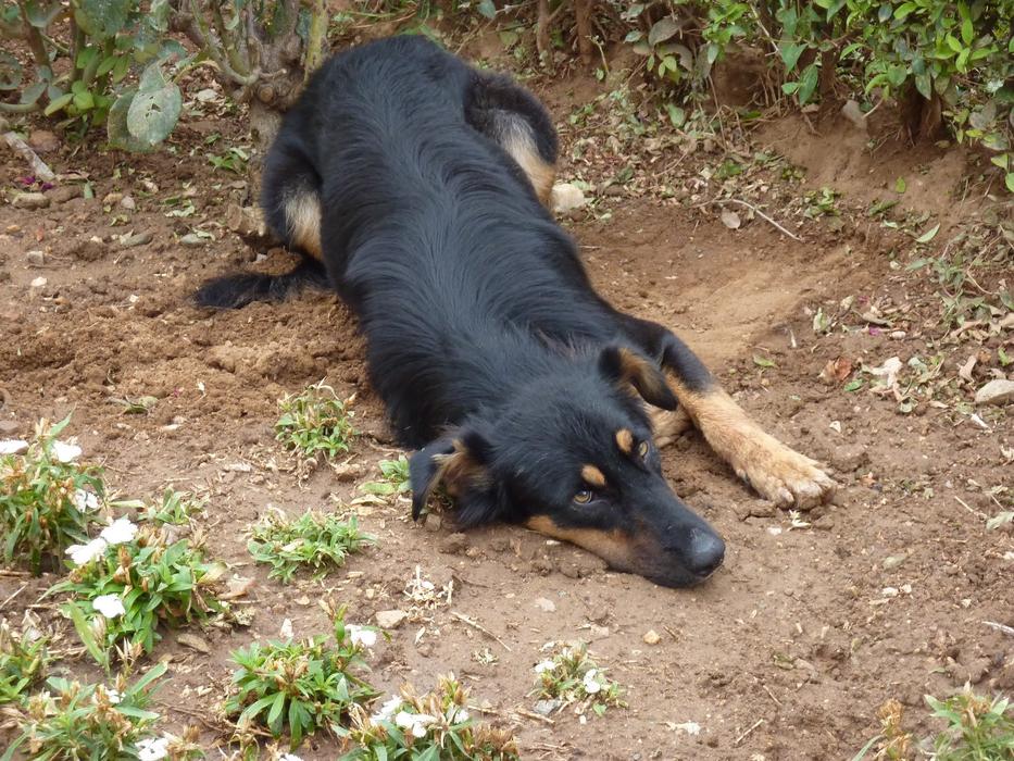 lonely lying dog