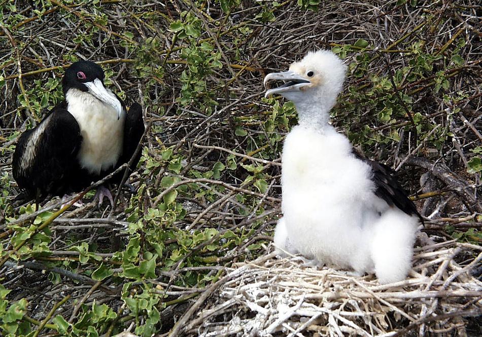 Frigate Bird Chick Wildlife