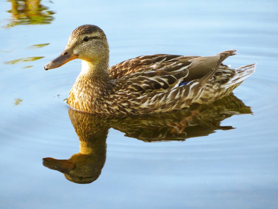 brown Waterfowl Bird