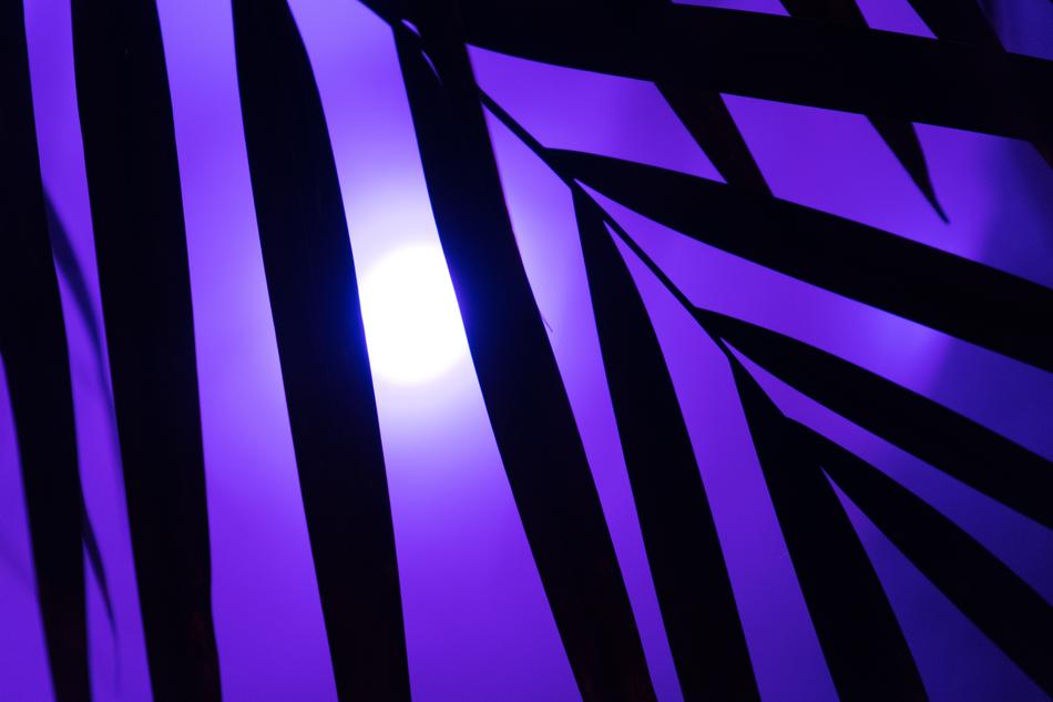 Palm Neon Light