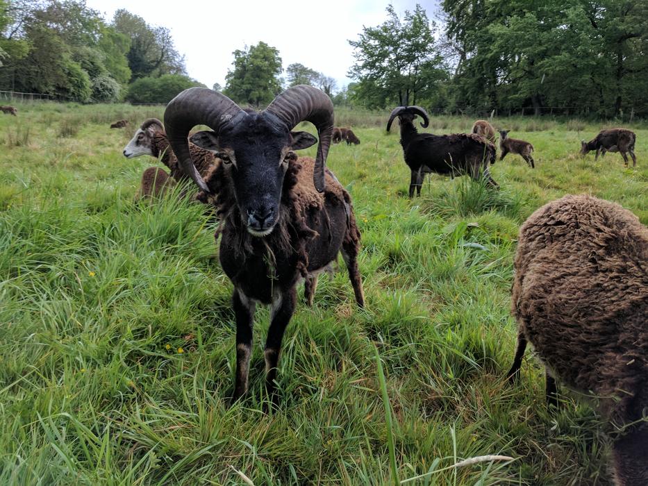 Highland Sheep Field