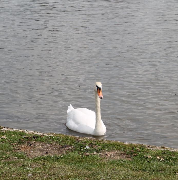 Swan Elegance Elegant