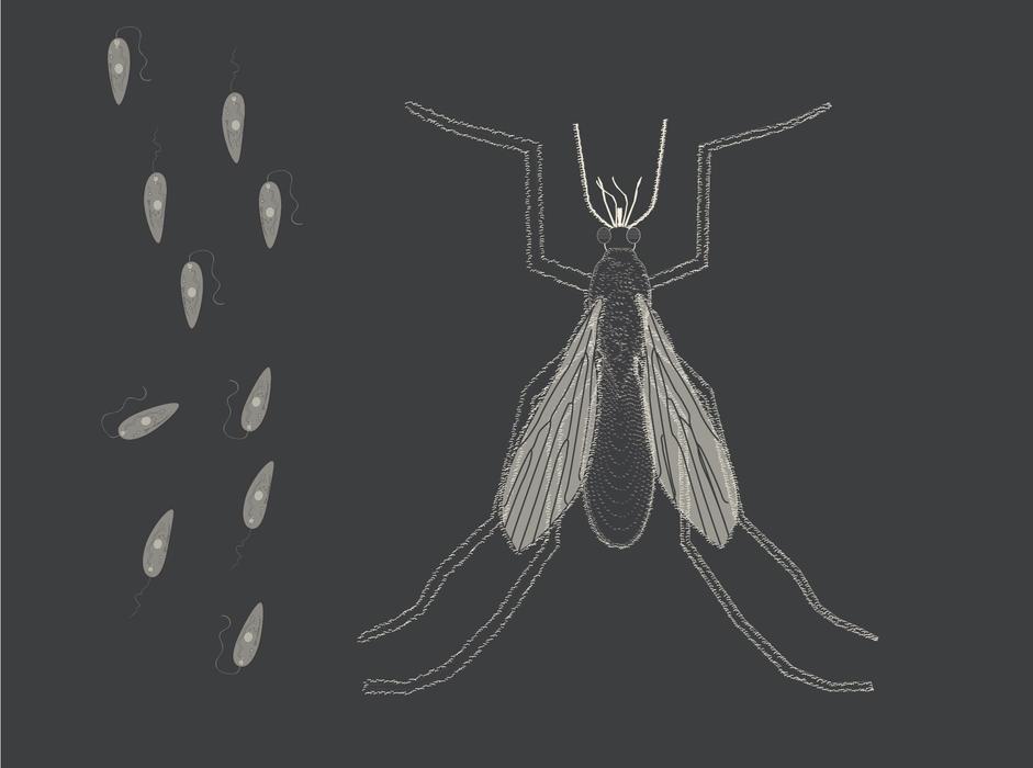 Sand Fly drawing