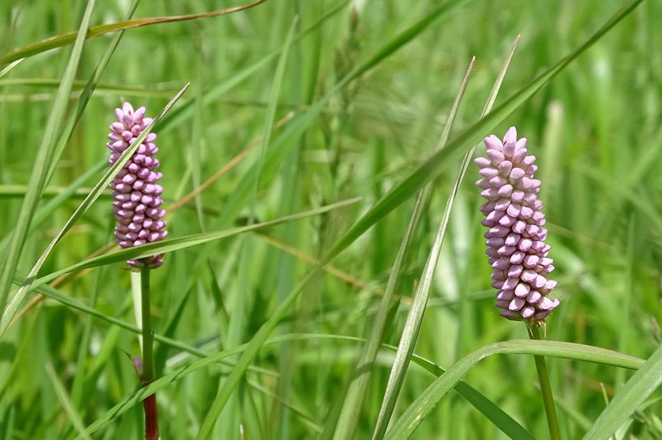 flower blossoms in the grass
