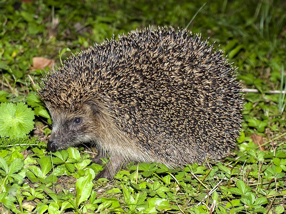 Hedgehog Animal Garden