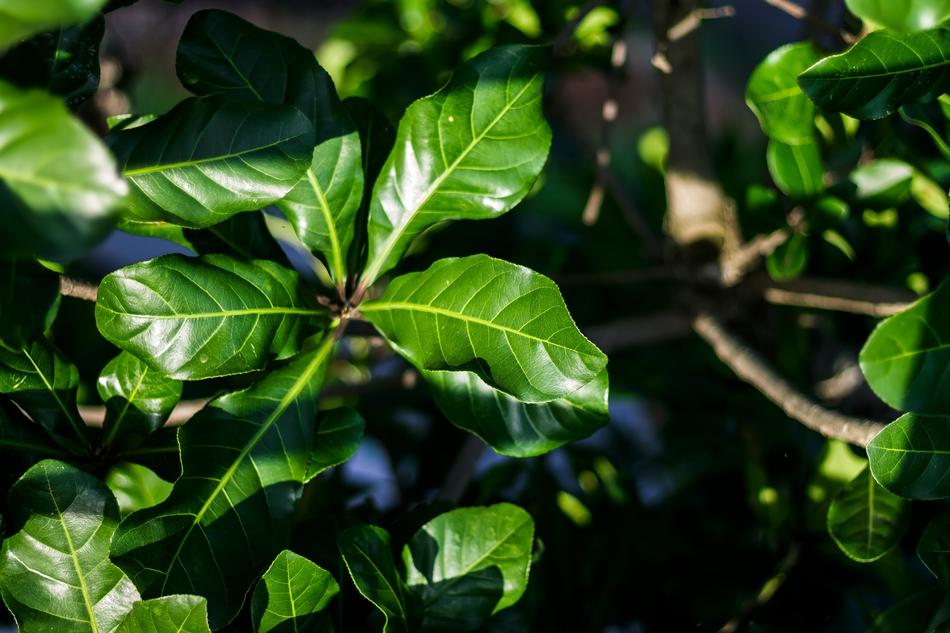 bright green summer leaves
