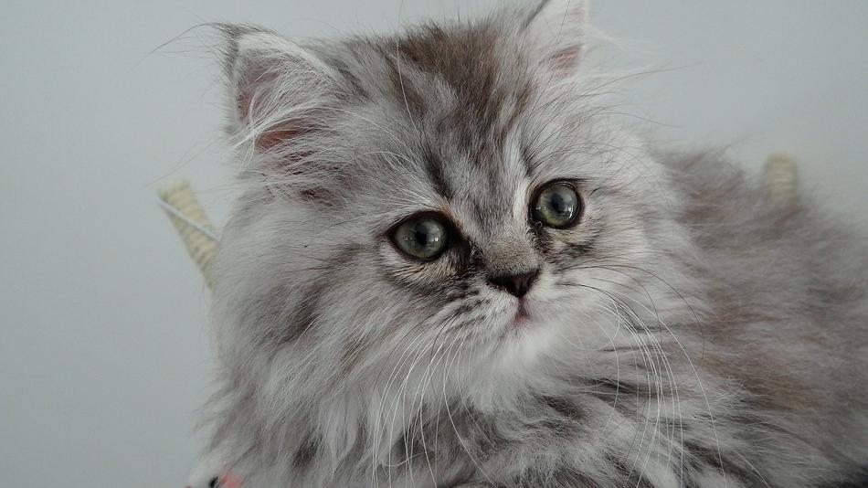 Cat Feline Hair