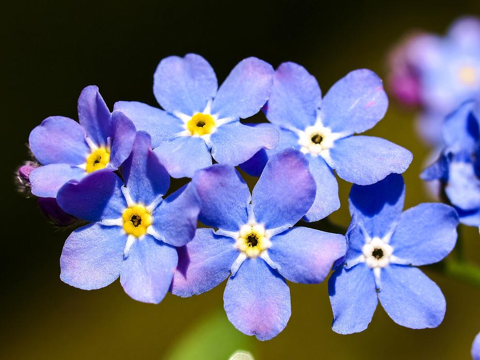 Forget Me Not Flower Blossom
