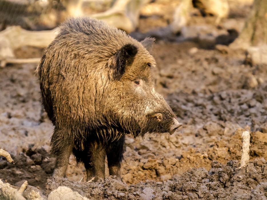 dirty Boar Mammal Animal