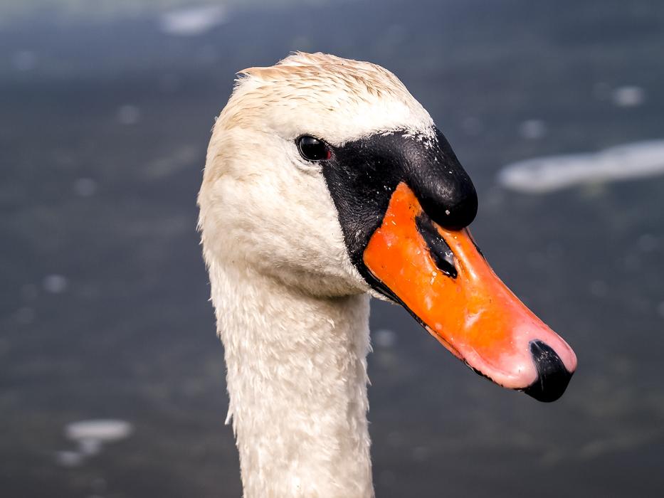 Swan Mute Bird Water