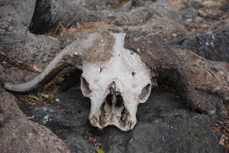 Skull Buffalo Africa